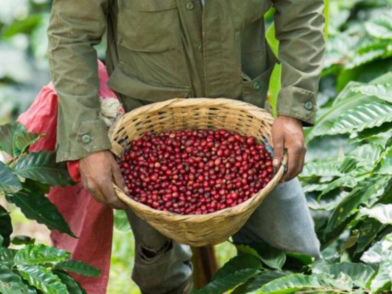 NICARAGUA NUEVA SEGOVIA: OUR NEW MICROFARM PROJECT CULTIVATED IN A MUTLI- AWARD WINNING FARM.