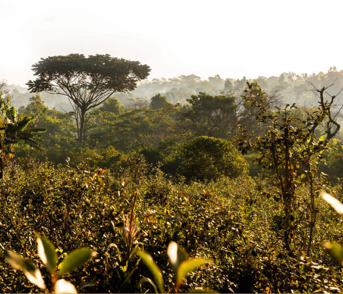 Ethiopia