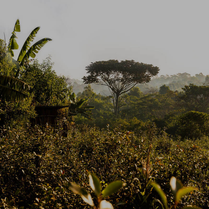 Ethiopia Motherland Next Step