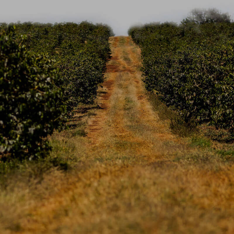 Ethiopia Motherland Next Step