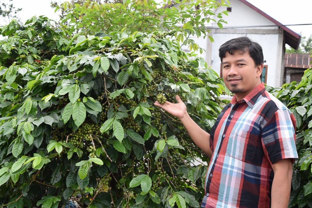 coffee trees