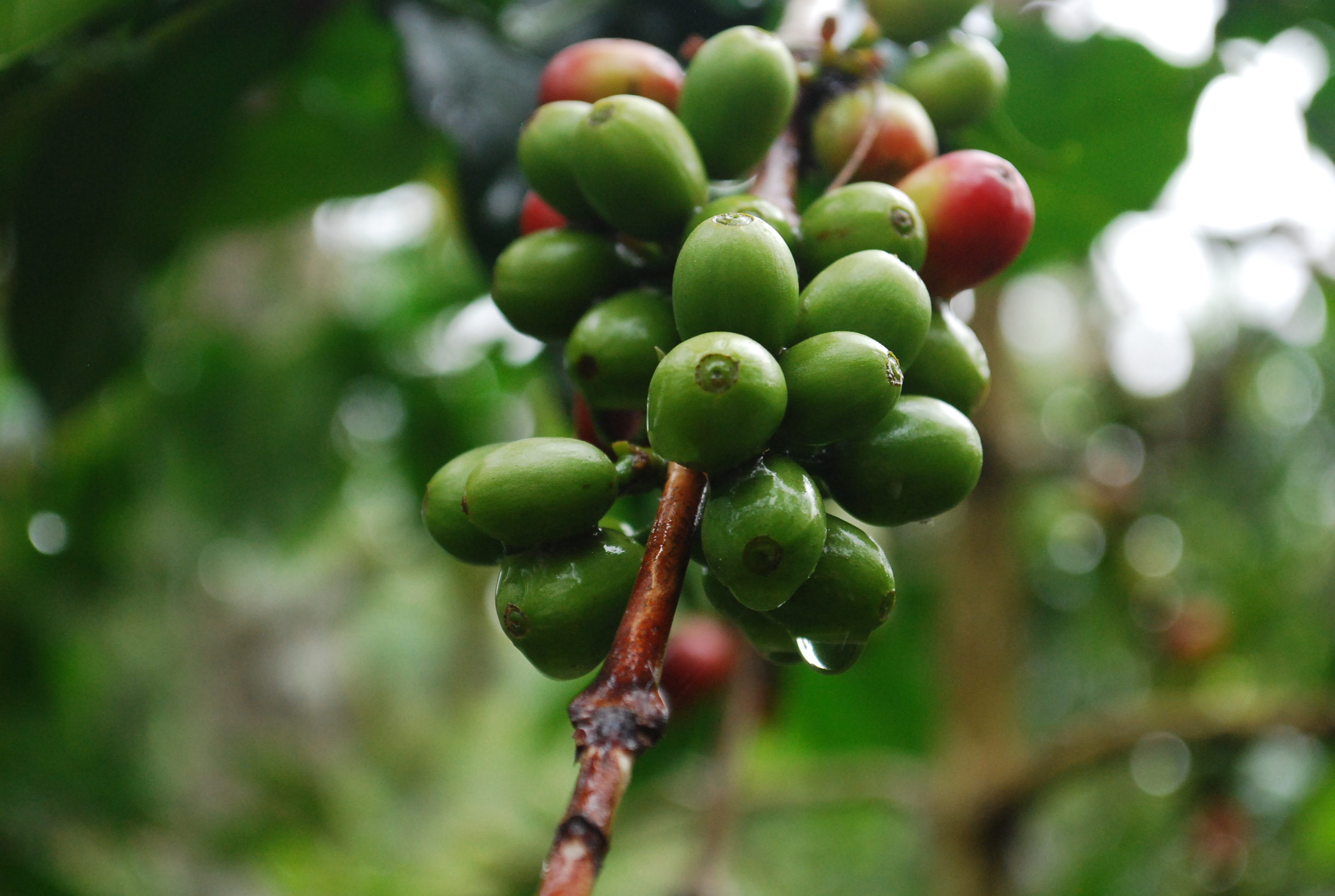 Sumatra Gayo! The 16th coffee of our MICROFARM PROJECT® comes from