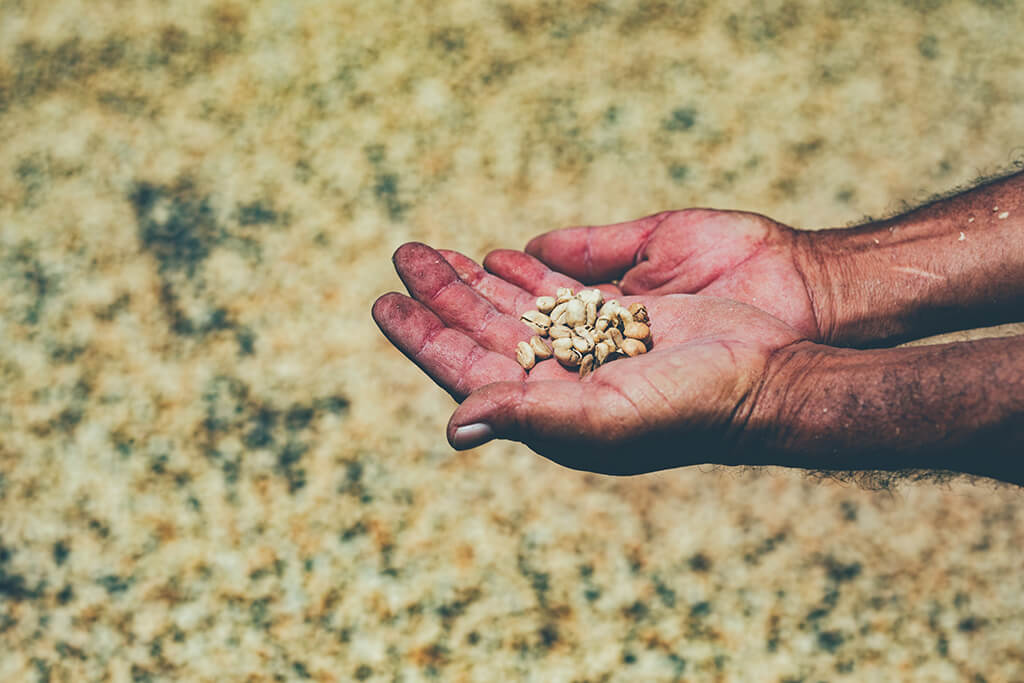 hands_coffee_beans