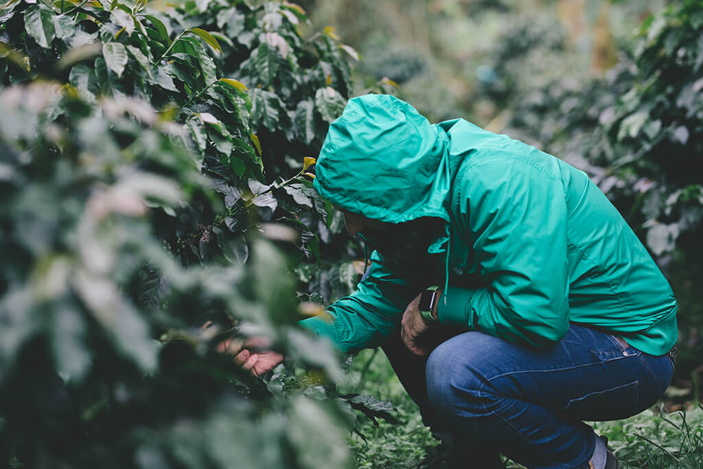 man_observing_coffee_trees