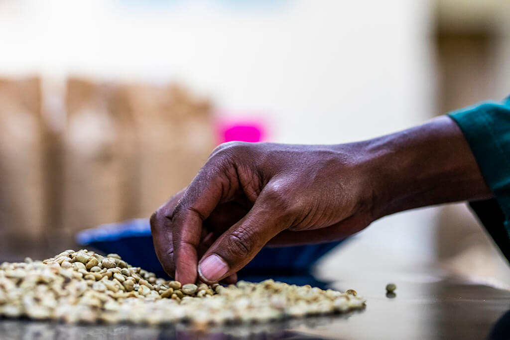 Choosing coffee beans