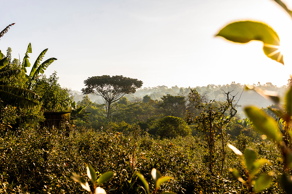 Ethiopian coffee farm.