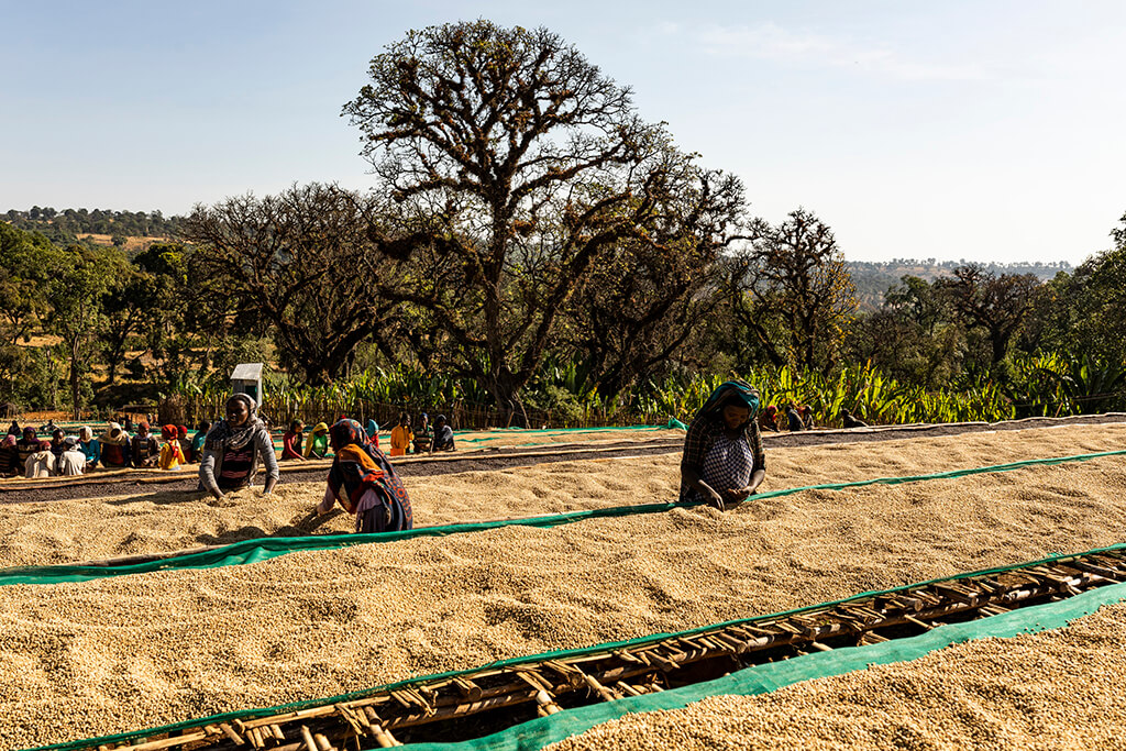 Ethiopian women collecting coffee beans.