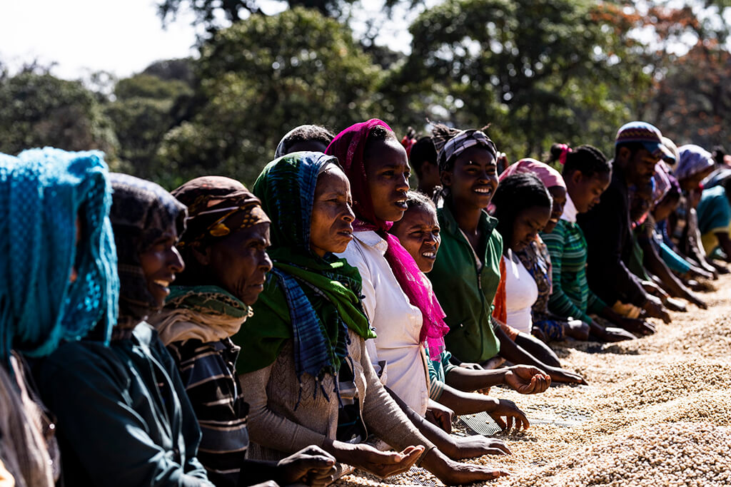 Ethiopian women collecting coffee beans.