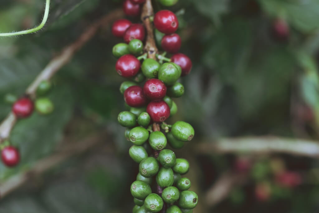 Coffee fruit