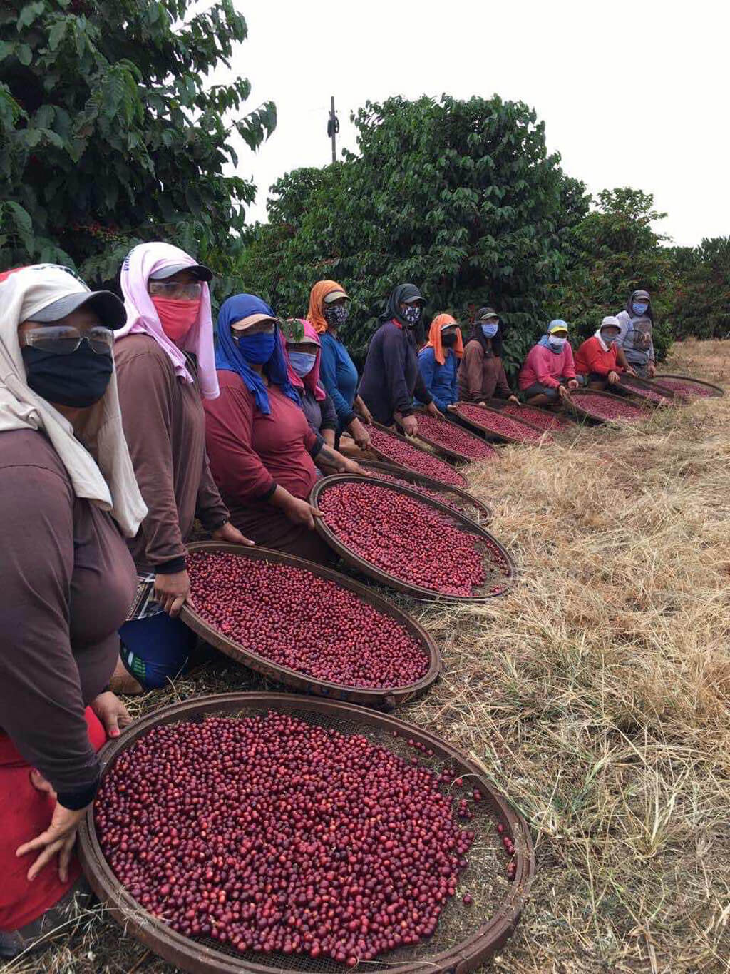 Coffee farm Capricornio