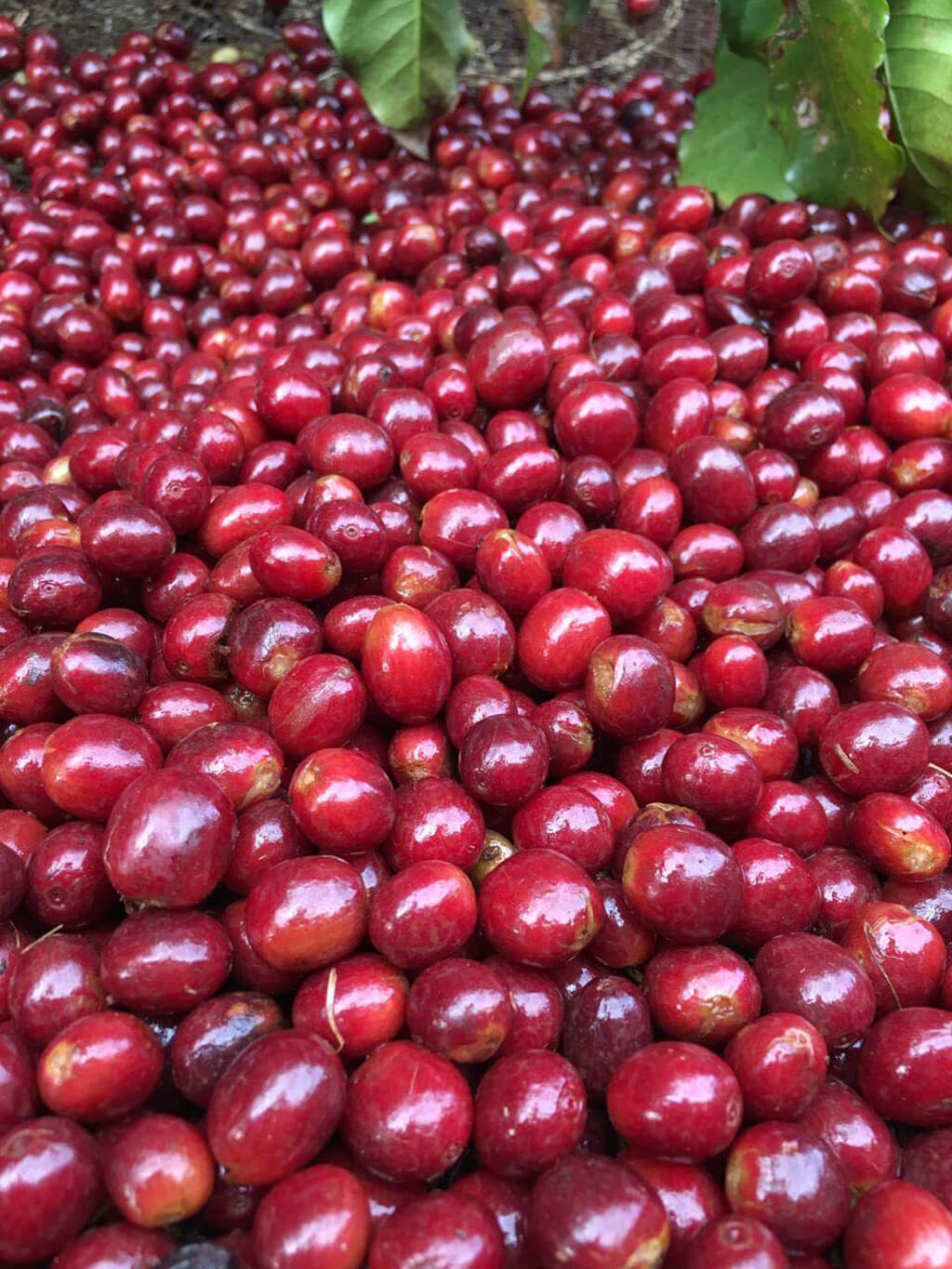 Coffee fruit