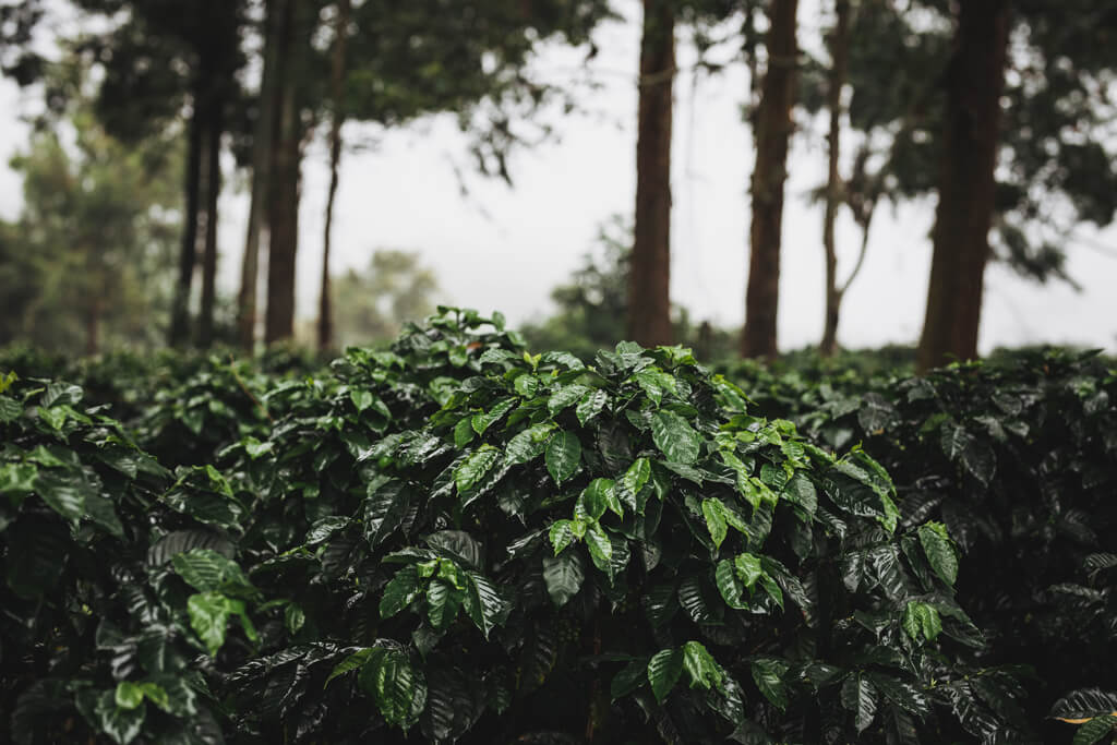 Landscape at Ethiopia.