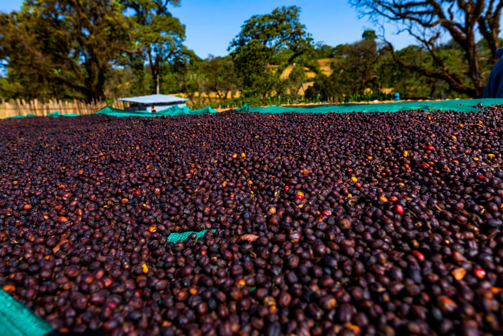 Coffee beans in Ethiopia.