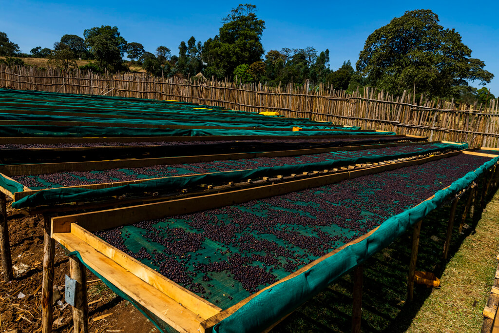 Coffee beans in Ethiopia.