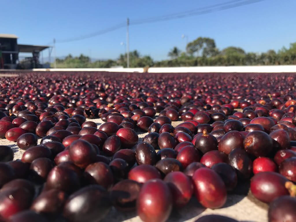 Coffee beans from San Jose farm.