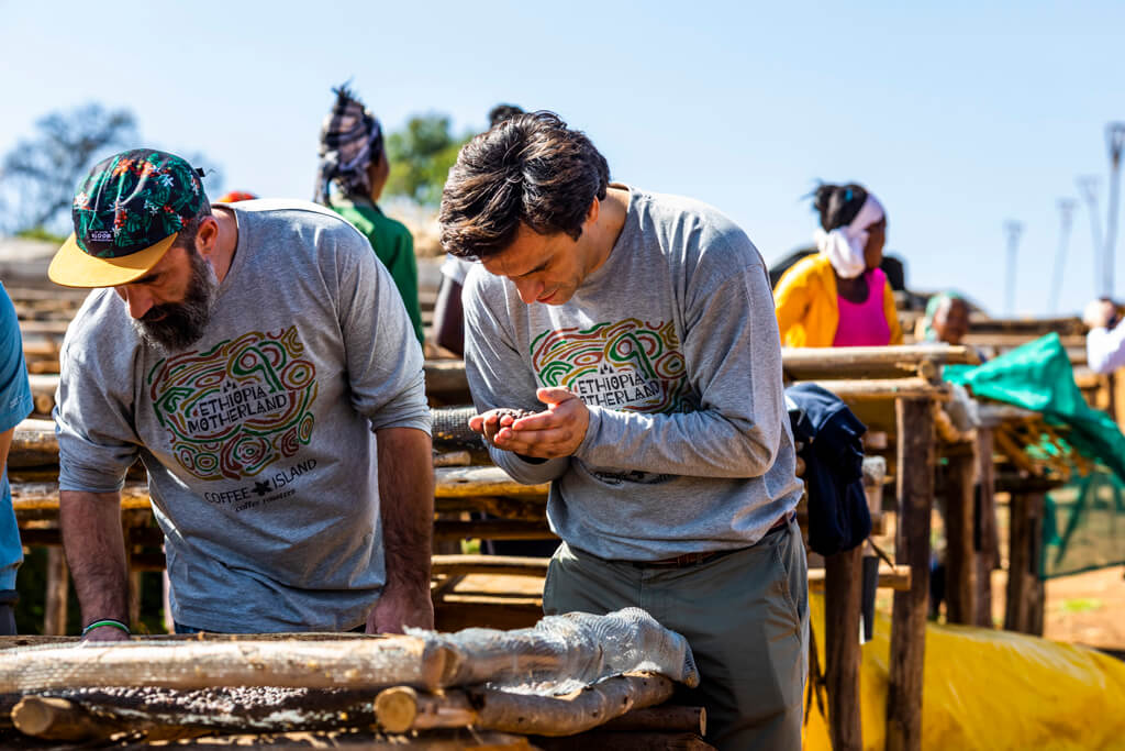 Coffee Island's staff observing coffee beans in Ethiopia.