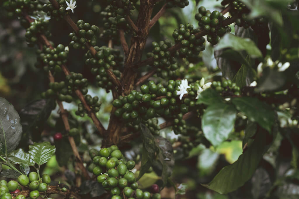 coffee_plant