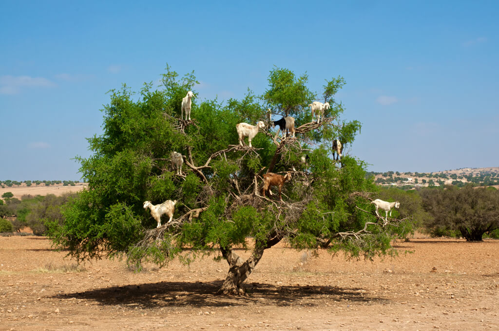 goats_sitting_on_a_tree