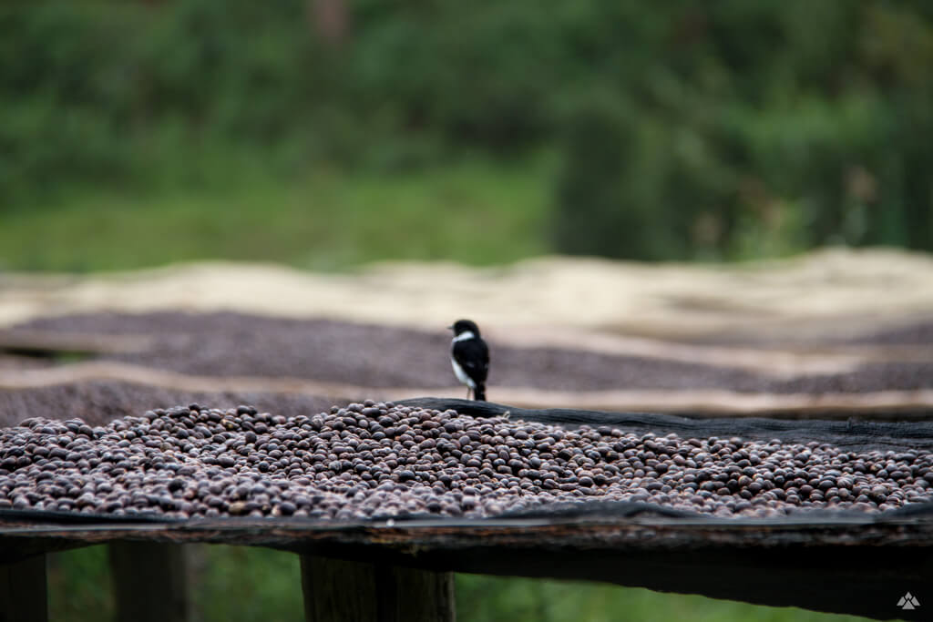 A bird in Africa sitting on top of coffee beans. 