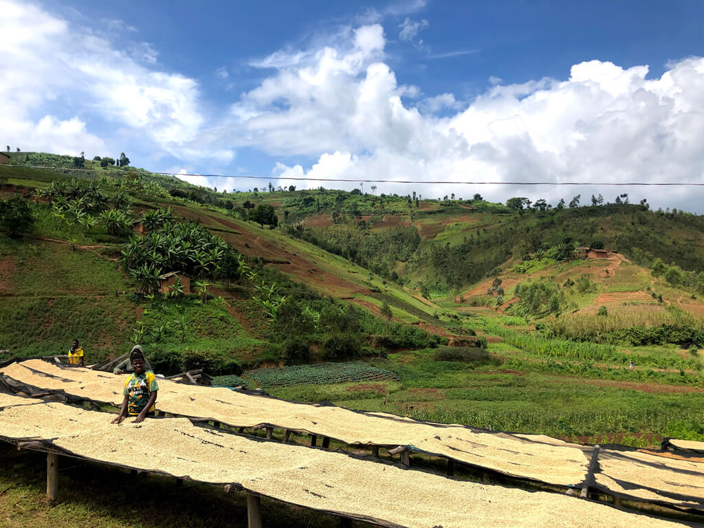 A Coffee farm in Africa. 