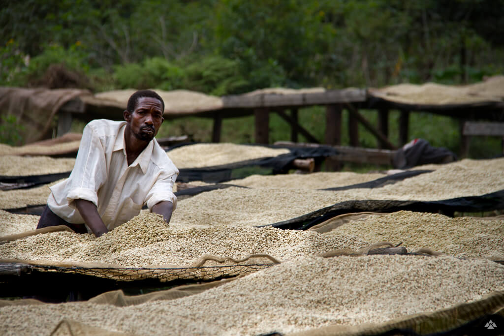 An African man observing coffee beans.