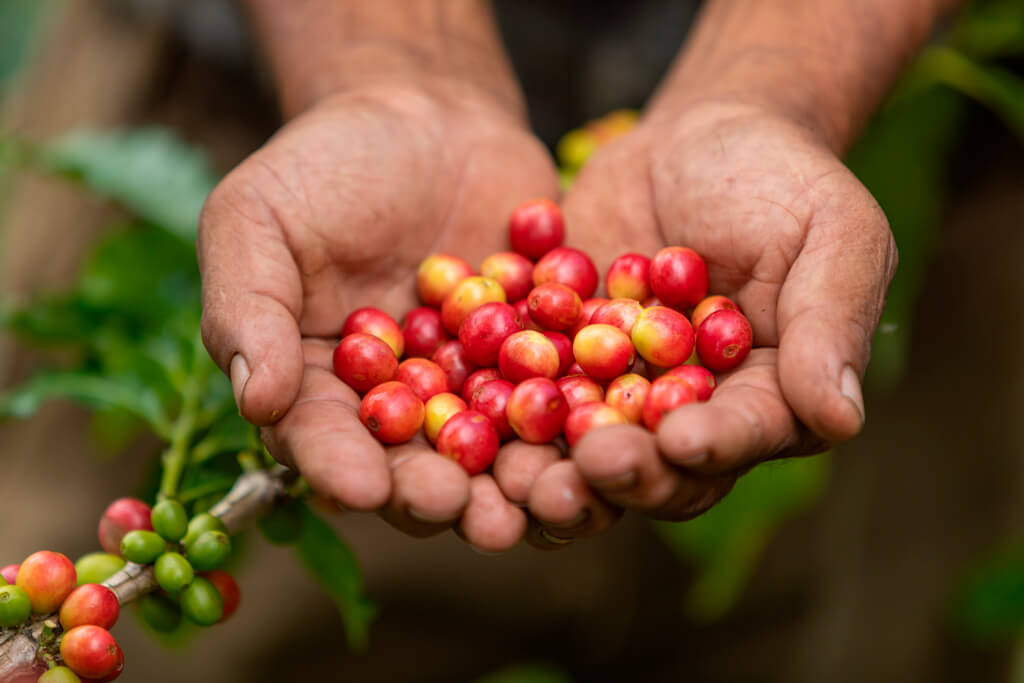 Beans on a man's hand from Samaria