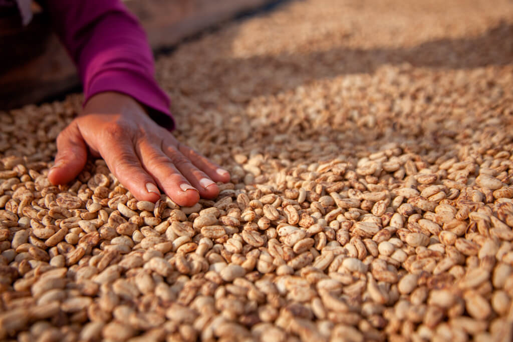 A hand touches the coffee beans