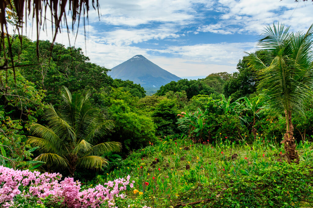 The Nicaragua Forest