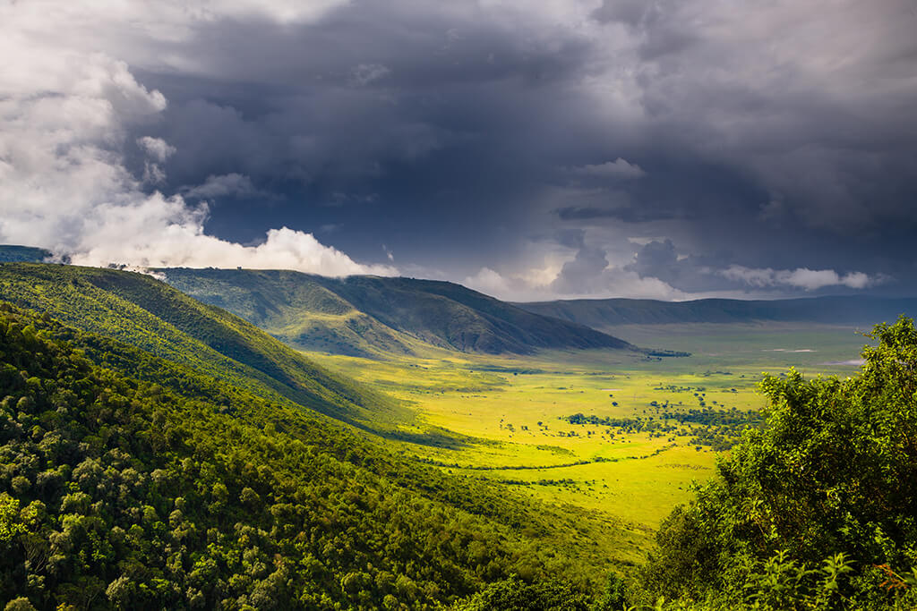 ACACIA GREEN FOREST