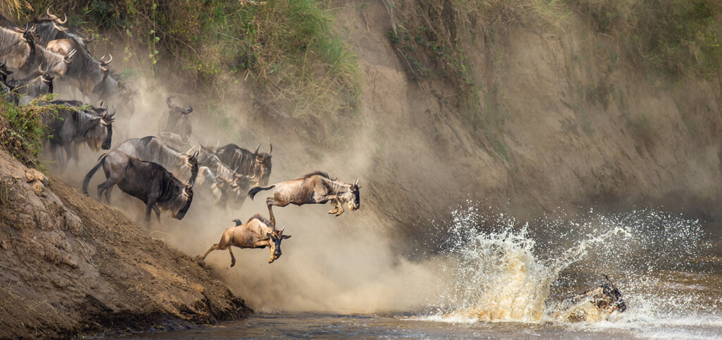 ANIMALS CROSSING MARA RIVER