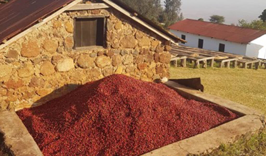 RED COFFEE SEEDS