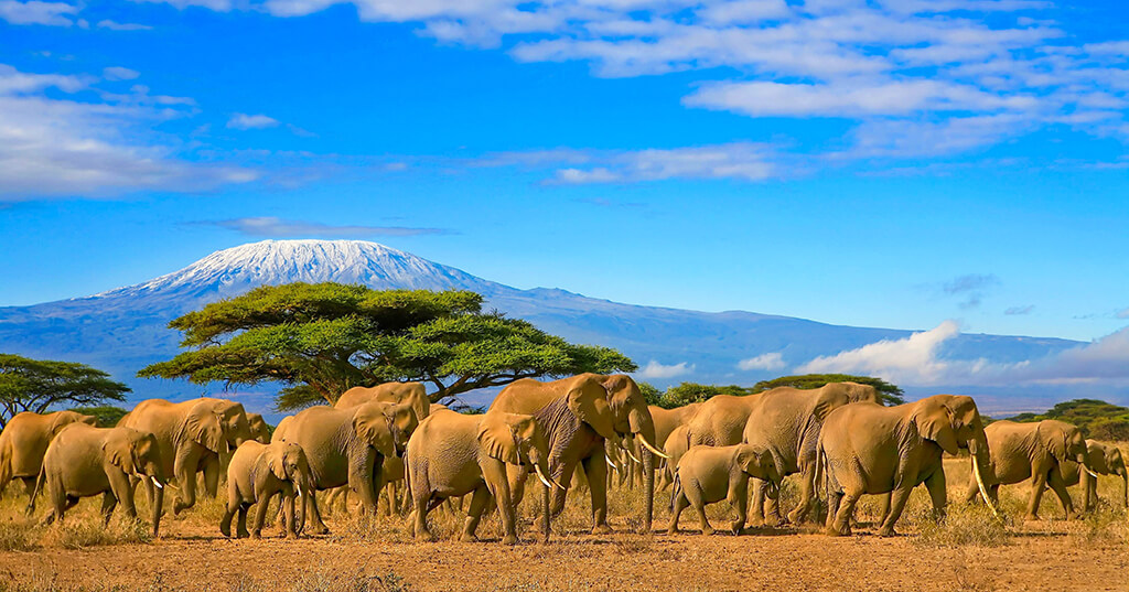 ELEPHANTS ON SAFARI TRIP