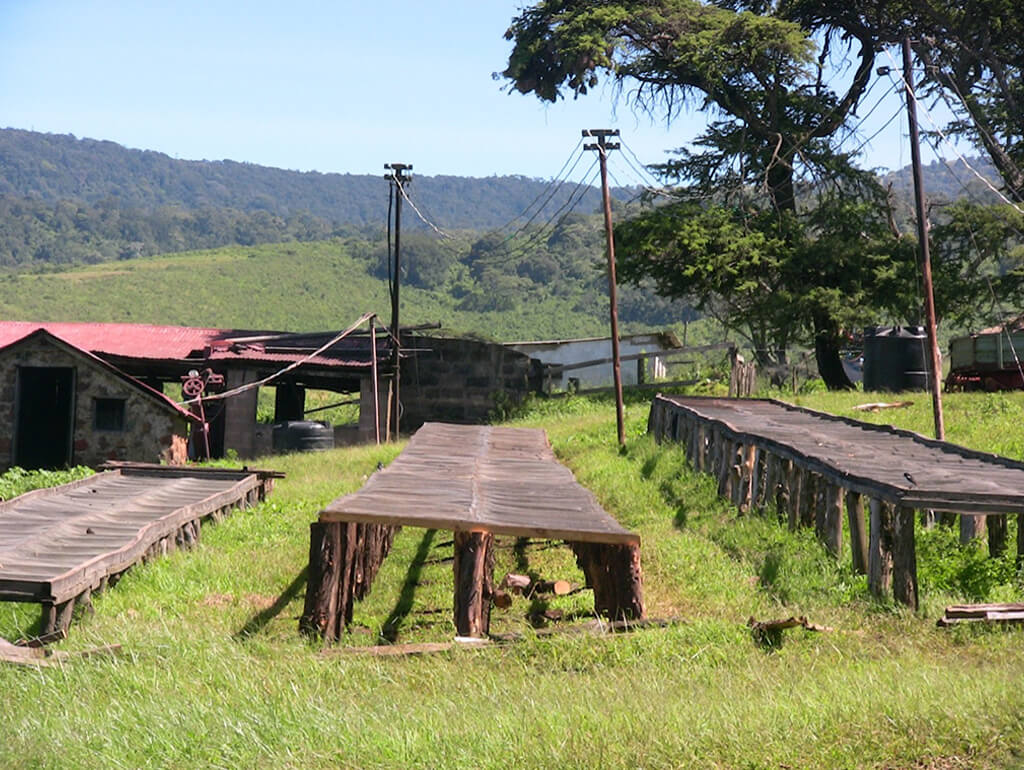 FOREST WITH WOODEN DESTROYED HOUSES