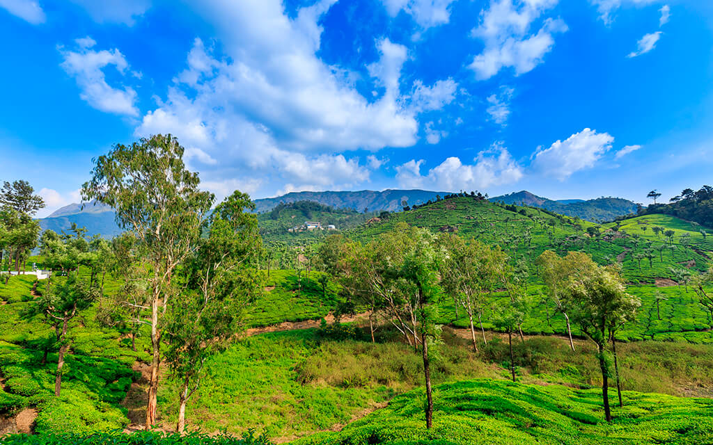 INDIA VALPARAI TREES