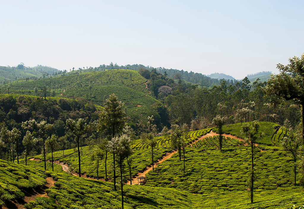 INDIA VALPARAI FOREST