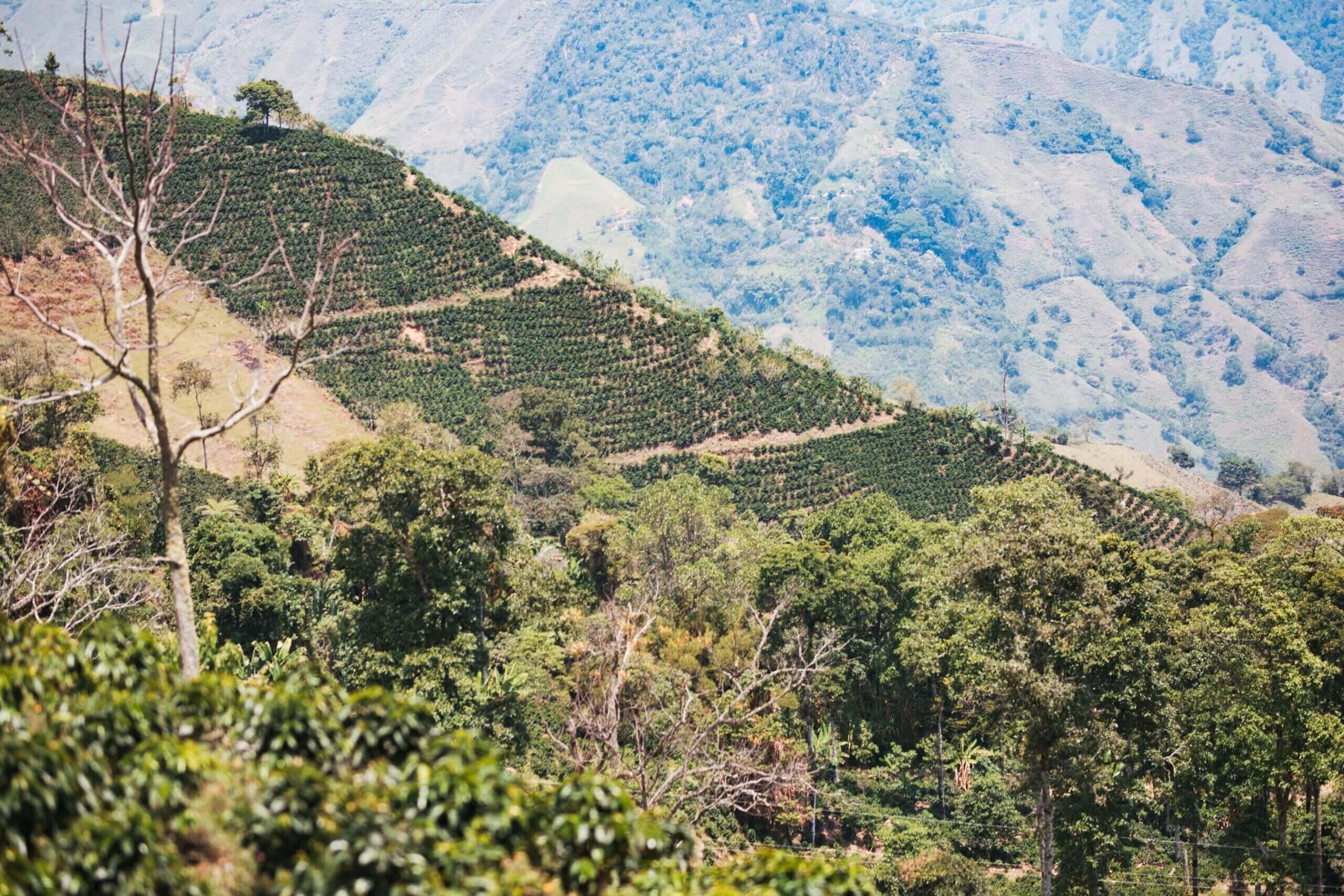colombia landscape