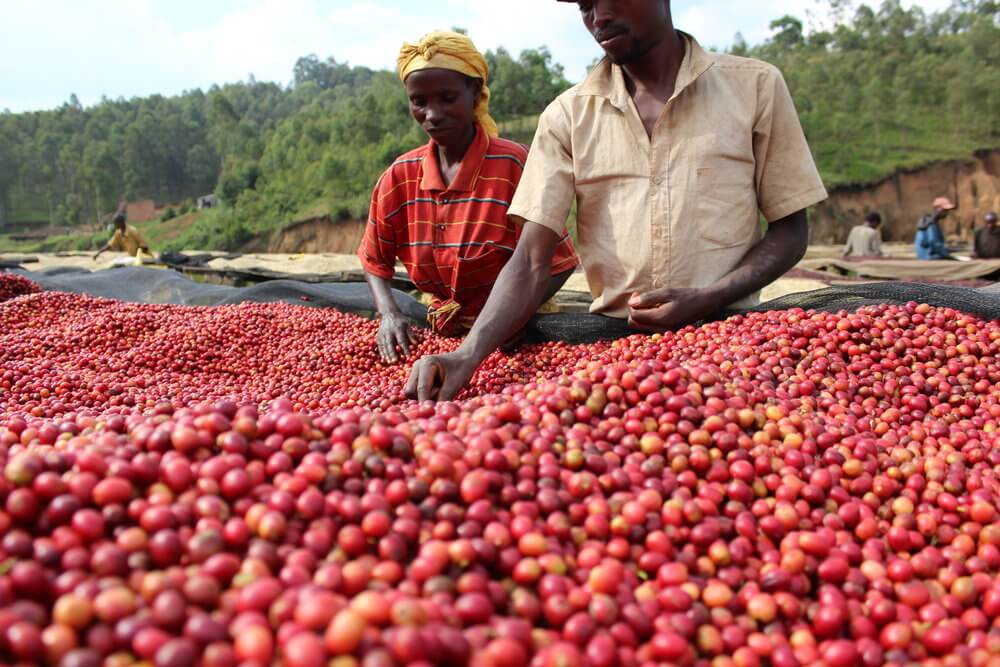 Collecting coffee