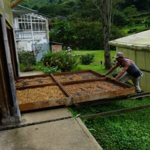 Man works in coffee production.