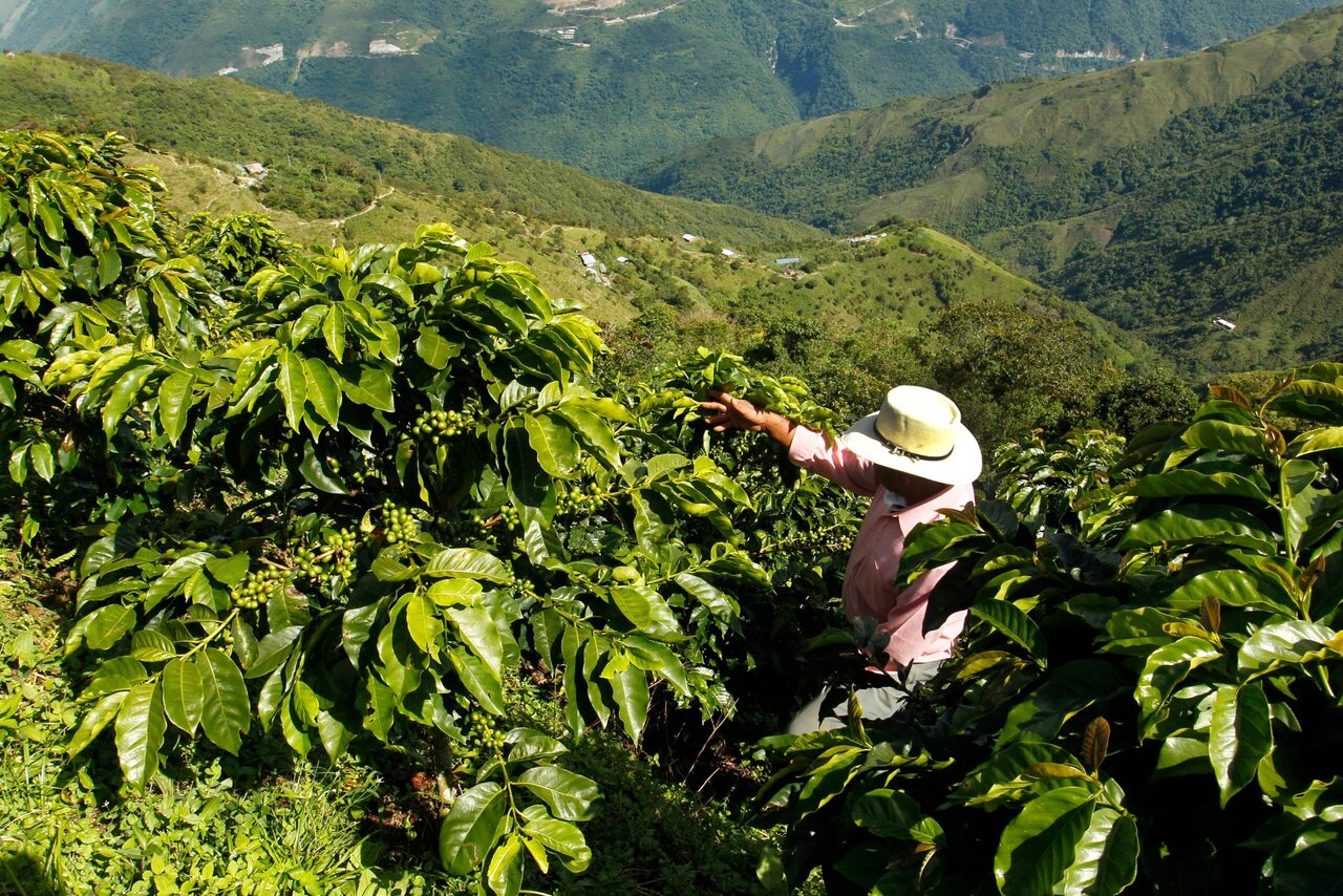 Man looking at the crops in the mountains.