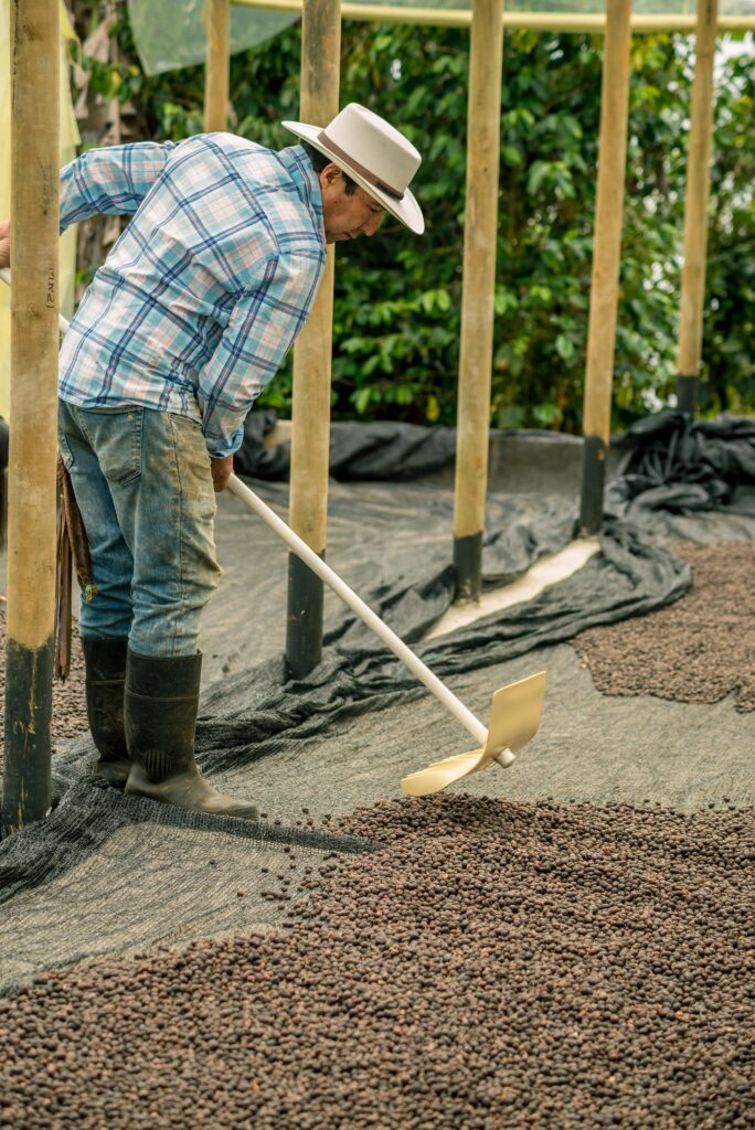 Farmer spreads out coffee beans.