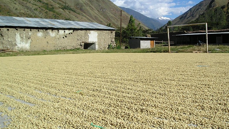 Coffee Island Single Estate Peru Santa Teresa 3