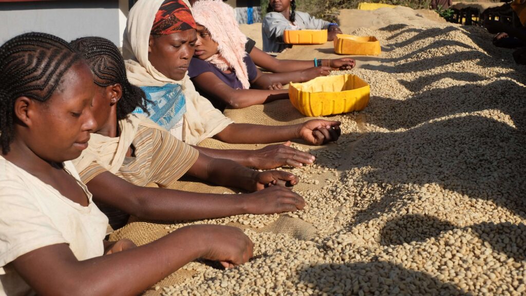 ethiopia coffee island 4