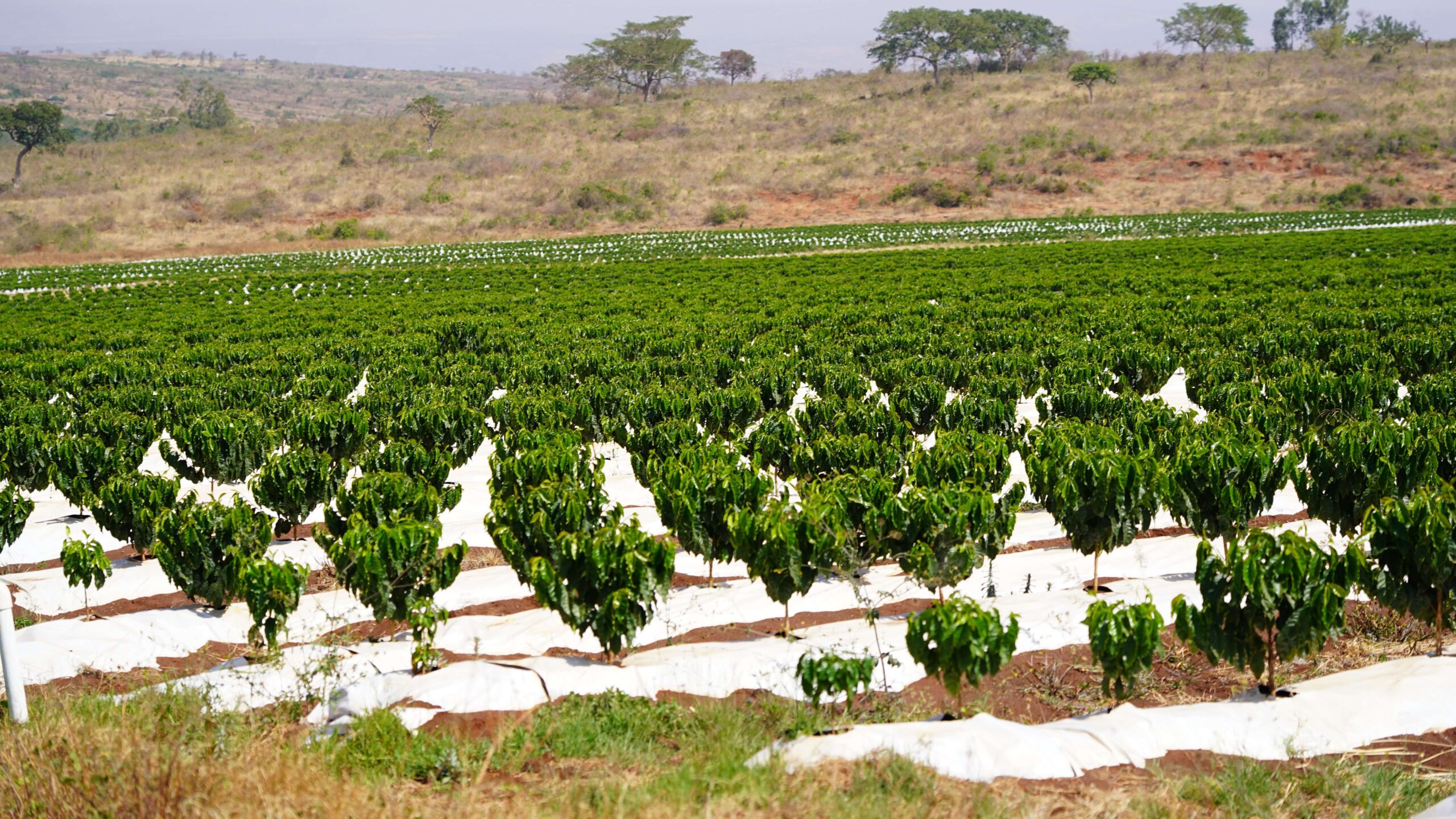 ethiopia coffee island 5