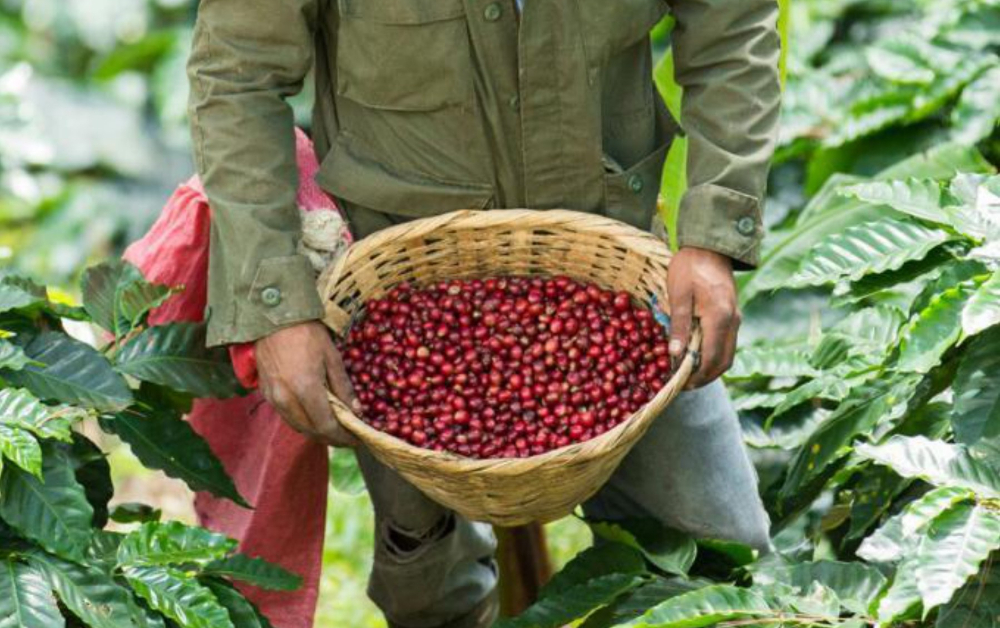 NICARAGUA NUEVA SEGOVIA: Ο νέος μας Microfarm ήρθε από μια πολυβραβευμένη φάρμα